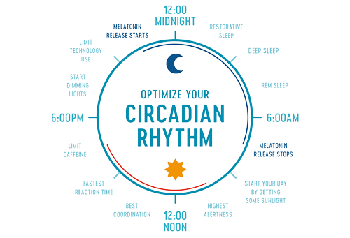 Graphic that shows how to optimize your circadian rhythm